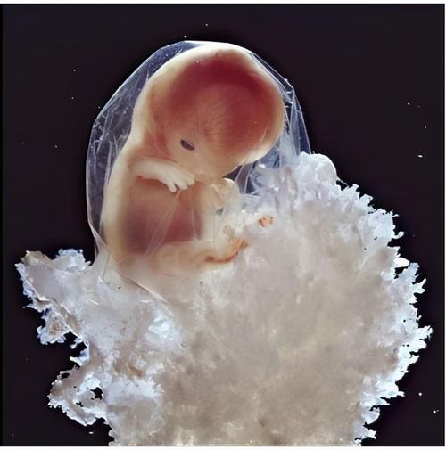供卵试管代怀包成功【供卵试管代怀包成功:成功孕育新生命的希望】